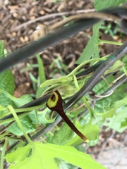 Aristolochia pentandra