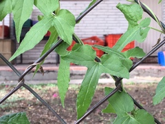 Aristolochia pentandra