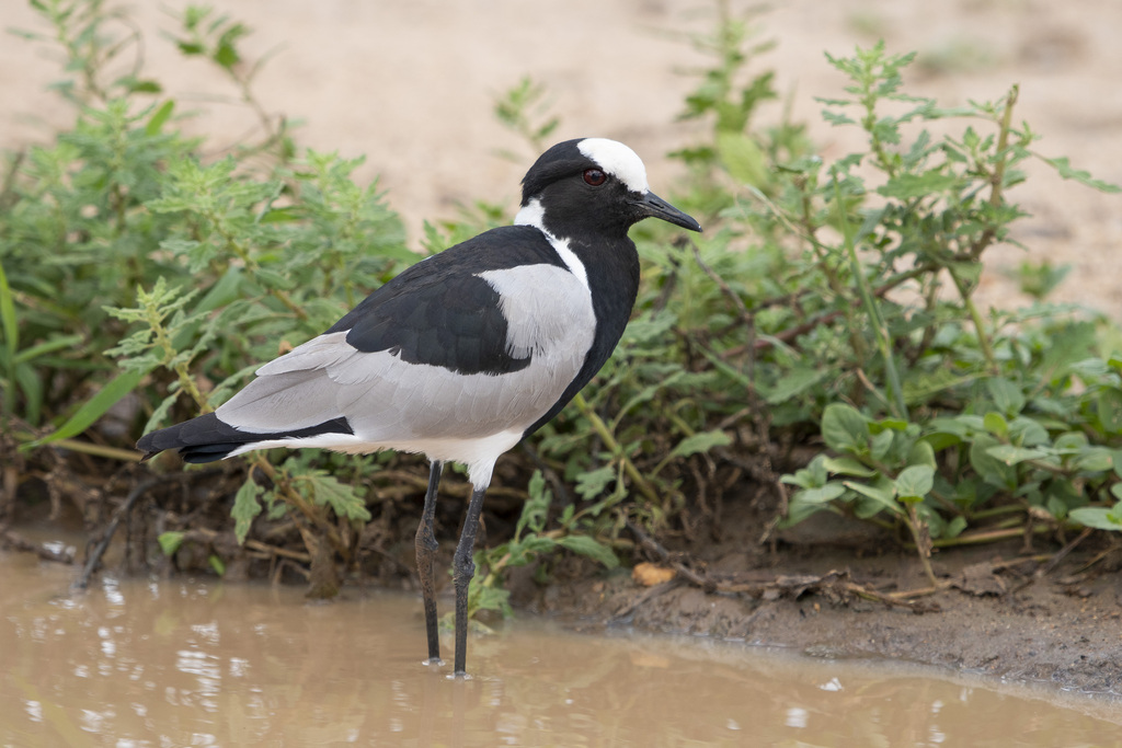 Blacksmith Lapwing photo