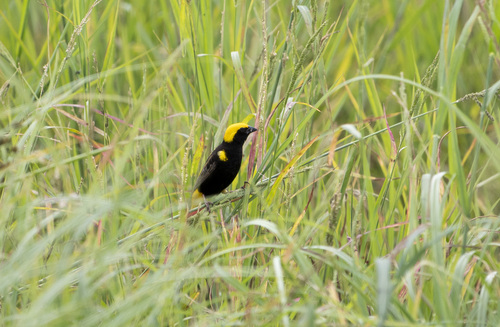 Yellow-crowned Bishop, Эхланзени, Южная Африка, photo 7 of 10