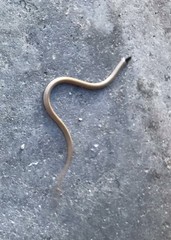 Tantilla