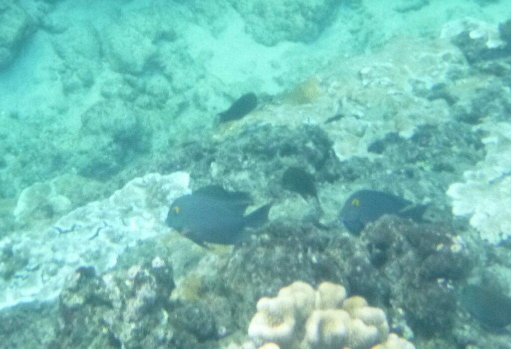 Spotted surgeonfish
