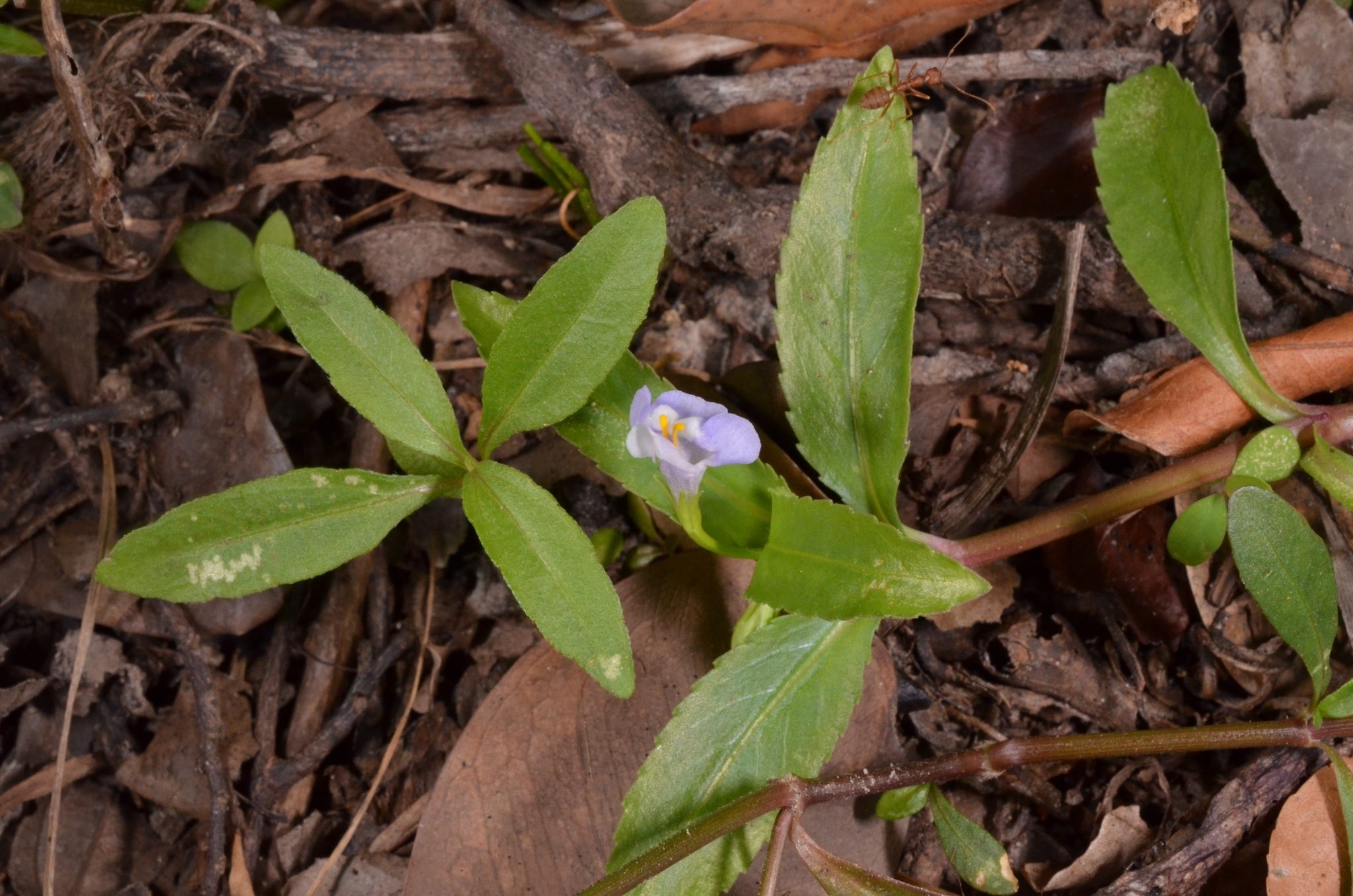 Bonnaya sanpabloensis (Bonnaya sanpabloensis)