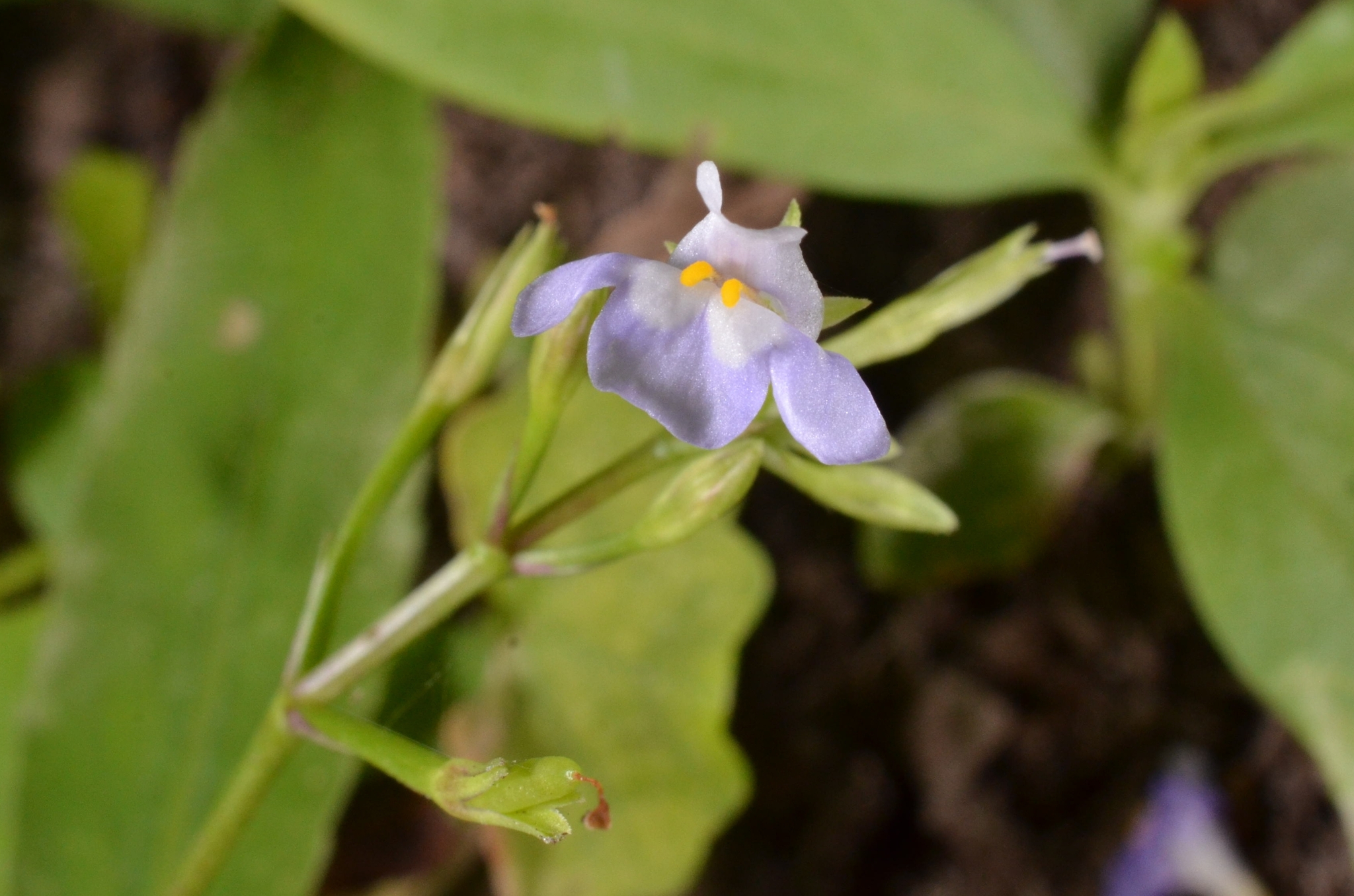 Bonnaya sanpabloensis — ảnh 3