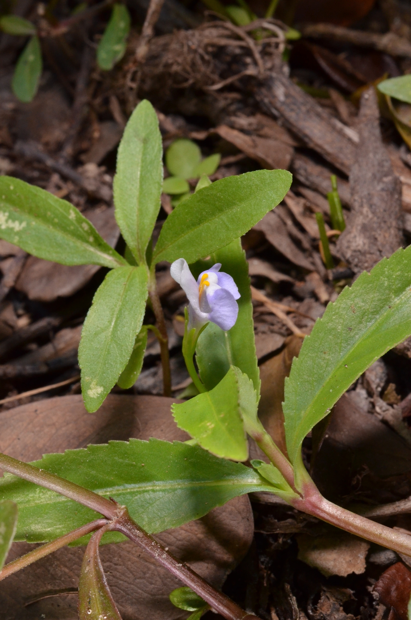 Bonnaya sanpabloensis — ảnh 2