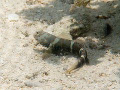 Luther's Goby photo 1