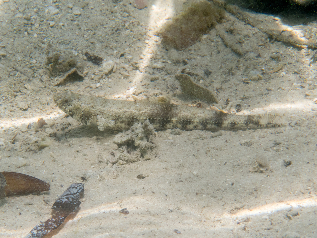Gracile lizardfish