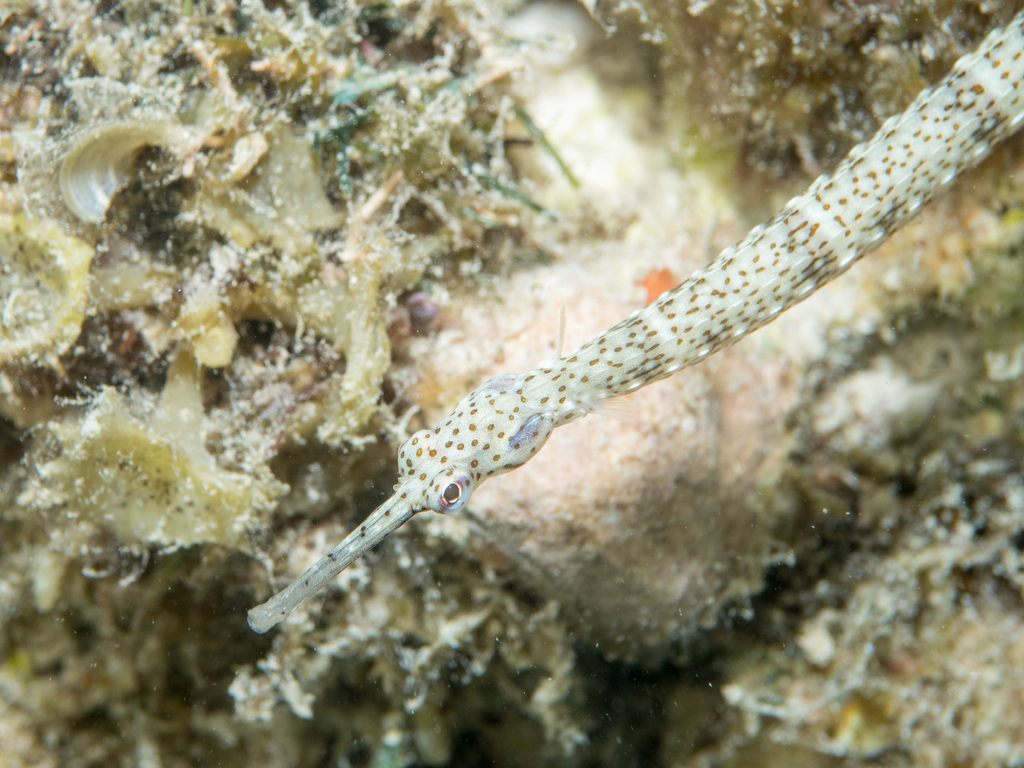 Gilded pipefish