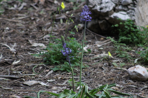 Scilla hyacinthoides