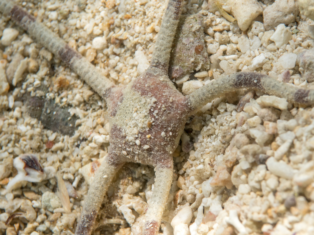 Ophiolepis cincta cincta