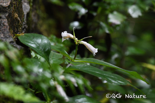 Hemiboea subcapitata