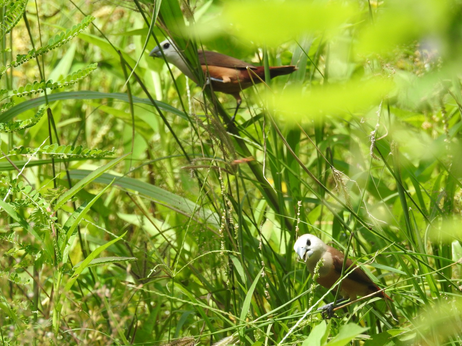 Pale-headed Munia illustration