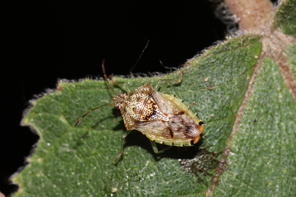 Elasmucha laeviventris