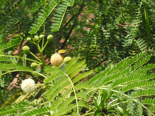 Ashy-bellied White-eye (Zosterops citrinella), photo 8
