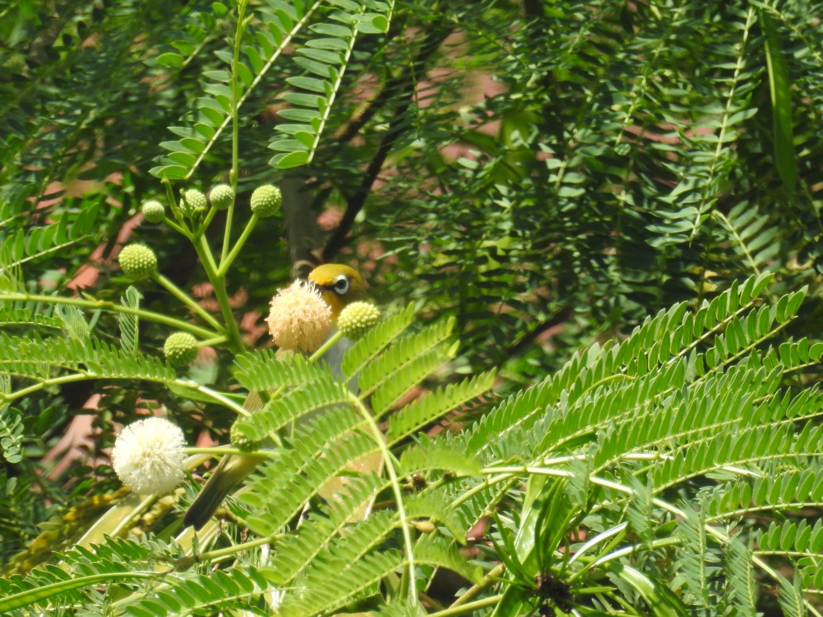 Ashy-bellied White-eye (Zosterops citrinella), photo 2
