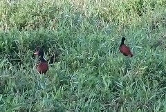 Jacana jacana