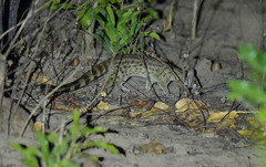 Haussa Genet photo 3