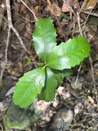 Doryphora sassafras (Doryphora sassafras)