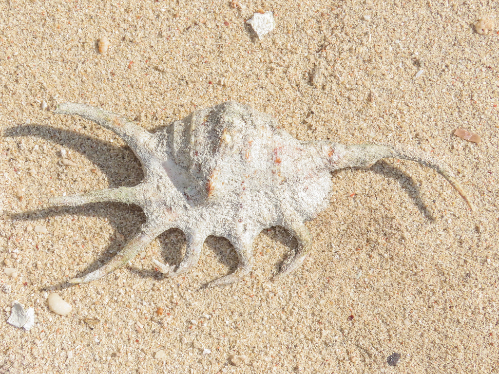orange spider conch
