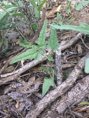 Malvella sagittifolia
