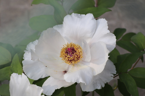 Paeonia suffruticosa iNat (2)