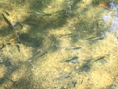 Rhinichthys atratulus