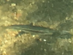 Rhinichthys atratulus