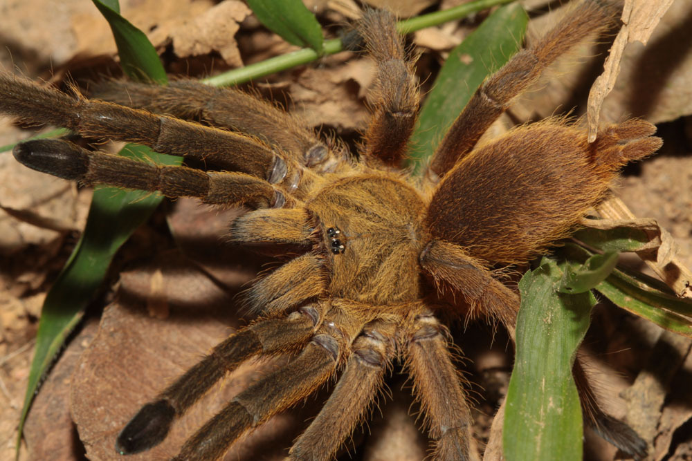 Chilobrachys huahini