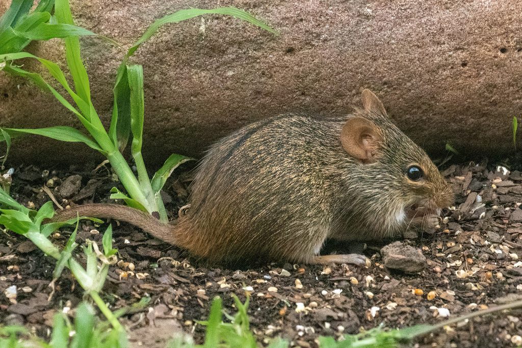 Single-Striped Lemniscomys