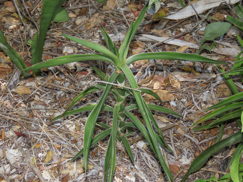 Dracaena bagamoyensis, photograph 5