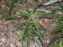 Dracaena bagamoyensis, photograph Emanuele Santarelli, CC BY-SA, iNaturalist via GBIF