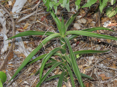 Dracaena bagamoyensis, photograph Emanuele Santarelli, CC BY-SA, iNaturalist via GBIF
