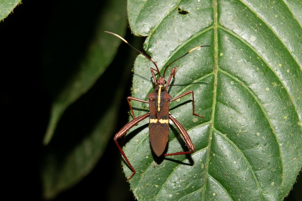 Salapia signata