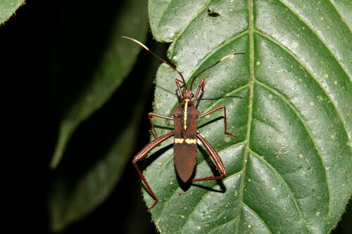 Salapia signata