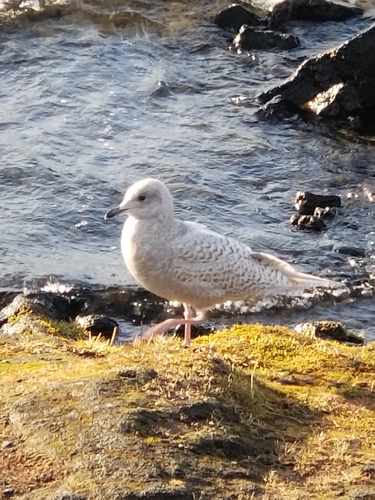 Gaviota groenlandesa (Larus glaucoides)