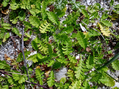 Leptinella potentillina