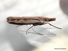 Orocrambus flexuosellus