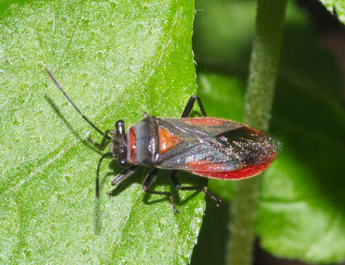 Genus Scopiastella · iNaturalist