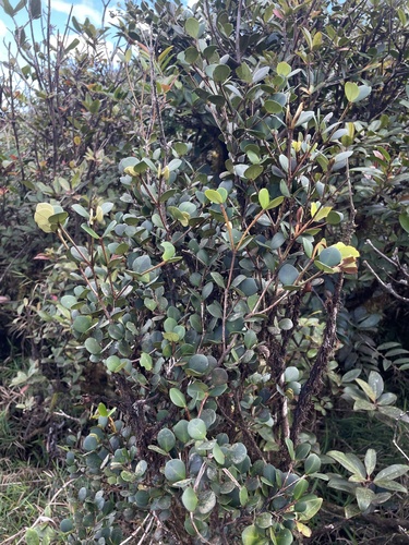Calyptranthes krugii