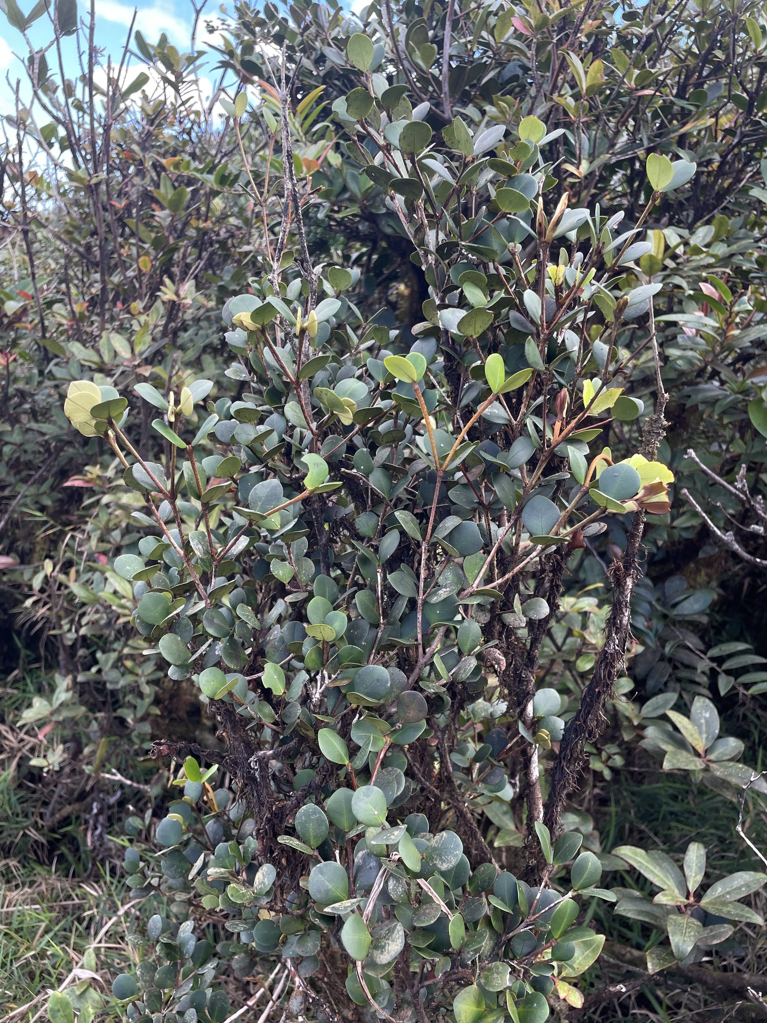 Calyptranthes krugii