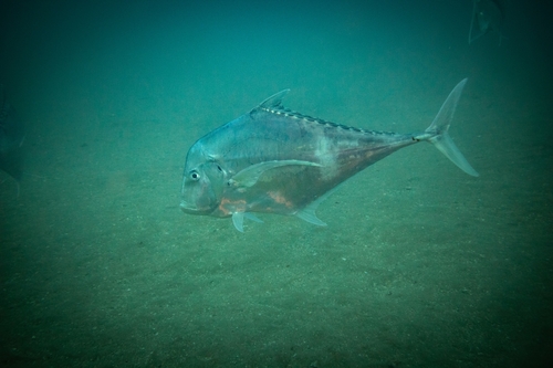 Indian threadfish (Alectis indica) — Carangidae