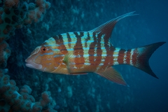 Chinamanfish photo 3