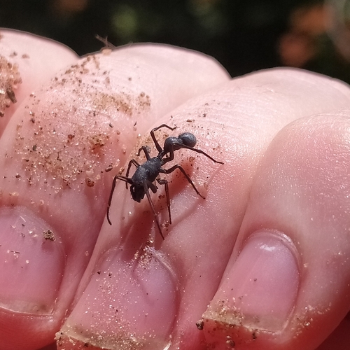 Kima variabilis