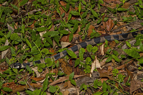 Stephens' Banded Snake sighting