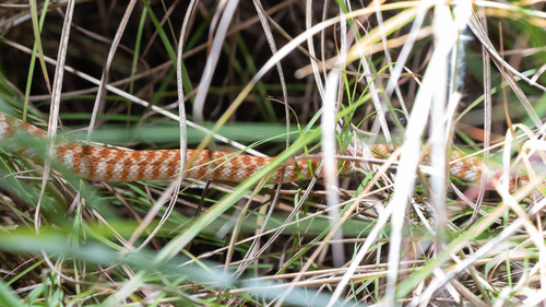 Brown Tree Snake sighting