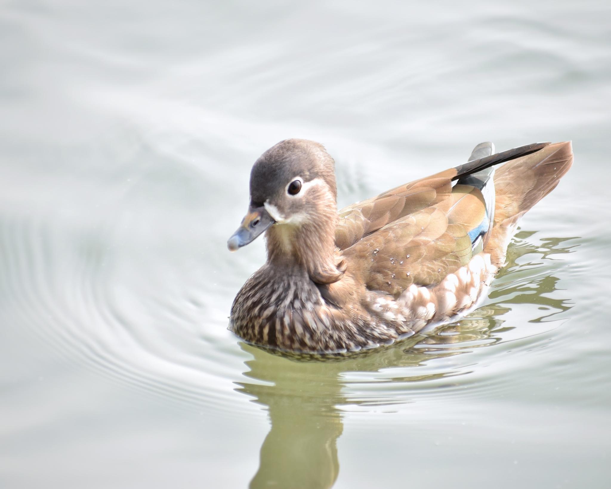 Mandarin Duck