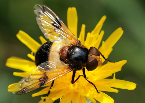 Kamaniškoji žiedmusė nuotrauka
