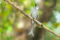 Ashy Drongo photo 2