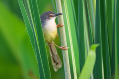 Yellow-Bellied Prinia photo 4