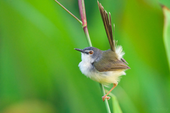 Yellow-Bellied Prinia photo 5
